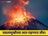 खूप उष्णता असूनही ज्वालामुखीच्या आत राहतो 'हा' जीव, जाणून घ्या कसा जगतो तो! - Marathi News | Which creature lives inside the volcano, know how it survives | Latest jarahatke Photos at Lokmat.com