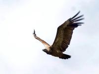 शेकडोने वाढ :गिधाडांचे नाशिकच्या आदिवासींकडून संवर्धन - Marathi News | Shekdeon boost: Vultures conservation from tribals of Nasik | Latest maharashtra Photos at Lokmat.com