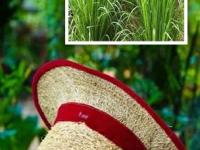 ठंडा ठंडा कूल कूल... पुन्हा एकदा वाळ्याच्या टोप्यांची क्रेझ, सुगंध अन् गारव्याचं खास कॉम्बो - Marathi News | Vetiver caps goes viral on social media, know its benefits in Summer | Latest sakhi Photos at Lokmat.com