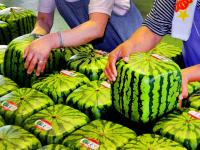 जगातील महागडी पण विचित्र फळं, चौकोनी कलिंगड अन् लाफिंग बुद्धाच्या आकाराचा नासपती - Marathi News | The most expensive and incredible fruits in the world | Latest food Photos at Lokmat.com