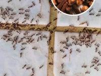 घरभर काळ्या मुंग्याचा नुसता धुमाकूळ ? स्वयंपाक घरातील ५ पदार्थ असरदार - मुंग्या होतील चुटकीसरशी गायब... - Marathi News | Ways to Get Rid of Ants how to get rid of black ants naturally home remedies for ants tips to remove ants from home | Latest sakhi Photos at Lokmat.com