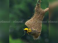 'पिल्लं निजती खोप्यात जसा झुलता बंगला' पाहा सुगरणीचे कौशल्य - Marathi News | weaver bird nest | Latest maharashtra Photos at Lokmat.com