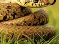 पावसाळ्यात साप निघण्याचं प्रमाण वाढतं! खबरदारी म्हणून ५ गोष्टी करा, सापांपासून बचाव होईल - Marathi News | Natural Snake Repellent, 6 Different Methods to Repel Snakes Naturally, how to keep snake away from house in monsoon days | Latest sakhi Photos at Lokmat.com