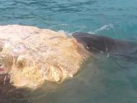 समुद्रातील तरंगते सोने! व्हेल माशांच्या उलटीला का आहे कोट्यवधींची किंमत? ऐकून हैराण व्हाल - Marathi News | Floating gold in the sea! Why is whale vomit worth billions? You will be surprised to hear | Latest jarahatke Photos at Lokmat.com