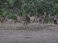 वन्यप्राण्यांची जंगलात पाण्यासाठी भटकंती - Marathi News | Wildlife struggle for water in the forest | Latest amravati Photos at Lokmat.com