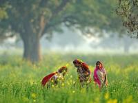 उडे स्वच्छंदी पाखरू, झाडं लागले बहरू...'आला वसंत डोलत' - Marathi News | Vasant rutu came; nature will become beautiful | Latest social-viral Photos at Lokmat.com