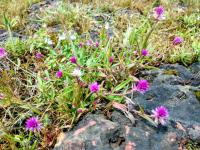 रंगीबेरंगी फुलांनी बहरलं मसाई पठार - Marathi News | colorful flowers at Masai Pathar | Latest kolhapur Photos at Lokmat.com