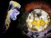अंडर वॉटर फोटोग्राफीतील माशांचे सौंदर्य पाहून व्हाल अवाक् - Marathi News | Know about beauty of underwater photography | Latest jarahatke Photos at Lokmat.com