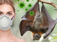 CoronaVirus : मागील २० वर्षात 'या' तीन प्राण्यांमुळे पसरली होती महामारी, लाखो लोकांचा झाला होता मृत्यू - Marathi News | CoronaVirus : disease came from bats through coronavirus in human qualities of virus host myb | Latest health Photos at Lokmat.com