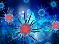 ज्याच्यामुळे जीव गेले, तोच आता जीव वाचवणार? वटवाघळांवर संशोधन सुरू - Marathi News | Bat antibody will help in making coronavirus vaccine leading scientist says myb | Latest health Photos at Lokmat.com