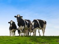 अमेरिकी कंपनी ने किया दावा, अब गायों के एंटीबॉडीज से कोरोना वायरस को कर सकते हैं खत्म - | US company claims Antibodies in the cow's body can kill the coronavirus | Latest world Photos at Lokmatnews.in