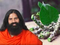 कोरोनावर १०० % प्रभावी ठरणार अश्वगंधा आणि गुळवेळ; रामदेव बाबांचा दावा, जाणून घ्या यामागचं कारण - Marathi News | Coronavirus treatment baba ramdev claims giloy ashwagandha can cure covid 19 | Latest health Photos at Lokmat.com