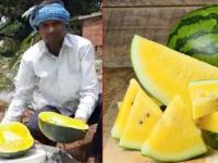 शेतकऱ्याची कमाल! पिकवले अनोखे 'कलिंगड', बाहेरून 'हिरवे' अन् आतून 'पिवळे' - Marathi News | jharkhand ramgarh taiwan different yellow watermelon-farming farmer online seed hybrid | Latest national Photos at Lokmat.com