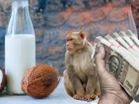 अरे देवा! माकडांच्या जीवावर चालणारा ३ हजार कोटींचा उद्योग संकटात; पण का? - Marathi News | Peta boycott thai coconut products government wants shutdown monkey business of 3000 cr rupee | Latest jarahatke Photos at Lokmat.com