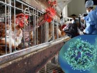 धोका वाढला! कोरोनापेक्षाही महाभयंकर विषाणू पसरण्याचा धोका; तज्ज्ञांनी सांगितलं 'हे' कारण - Marathi News | Coronavirus china factory farming deadlier pathogen risk new pandemic | Latest health Photos at Lokmat.com