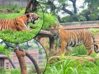 मुंबईचा वाघ! राणीच्या बागेतून थेट 'शक्ती' प्रदर्शन - Marathi News | Tiger Shakti showing his antics at Mumbai Zoo | Latest environment Photos at Lokmat.com
