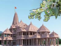 नरेंद्र मोदी अयोध्येत पारिजाताचे झाड लावणार; जाणून घ्या, याचे पौराणिक महत्त्व - Marathi News | pm modi ram mandir bhumi pujan ceremony ayodhya 5th august parijat tree significance | Latest national Photos at Lokmat.com