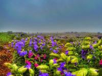 कास पठार फुलांनी बहरले, पण कोरोनामुळे पर्यटन कोमेजले... - Marathi News | The Kas Pathar blossomed, but the corona wiped out tourism ... | Latest maharashtra Photos at Lokmat.com