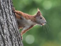 आता खार आणि उंदरांच्या माध्यमातून पसरतेय जीवघेणी साथ, आरोग्य यंत्रणा अलर्टवर - Marathi News | Now with the deadly outbreak spreading through squirrels and rats, the health system is on alert | Latest international Photos at Lokmat.com
