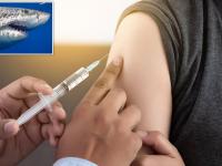 coronavirus: कोरोनावरील लसीसाठी घेतला जाणार पाच लाख शार्कचा बळी? - Marathi News | coronavirus: 5 lakh sharks to be killed for corona virus vaccine? Concern expressed by environmentalists | Latest health Photos at Lokmat.com