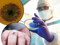 कोरोना संकट काळात आणखी एका विषाणूचा धोका; आयसीएमआरकडून सतर्कतेचा इशारा - Marathi News | new cqv virus cause disease amid coronavirus pandemic in india icmr research about another chinese virus found in mosquito | Latest health Photos at Lokmat.com