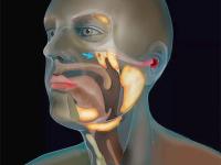 वैज्ञानिकांची कमाल! शोधला मानवी शरीरातील एक नवीन अवयव, 'असा' होईल फायदा - Marathi News | New Research: Netherlands scientists discovered new organ human throat | Latest health Photos at Lokmat.com