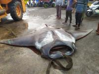 वाह, नशीब चमकलं! मासेमाराच्या गळाला लागला ७५० किलोंचा दुर्मिळ 'मंटा-रे' मासा, पाहा फोटो - Marathi News | Giant manta ray weight 750 kg was caught by fishermen off karnatakas coast | Latest jarahatke Photos at Lokmat.com