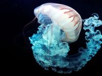 गोव्याच्या किनाऱ्यावर जेलीफिशचा कहर; २ दिवसात ९० लोकांना दंश, वाचा जेलीफिशबद्दल माहित नसलेल्या गोष्टी - Marathi News | Unknown facts about jellyfish at science, jellyfish attack goa seaside 90 people injured | Latest travel Photos at Lokmat.com