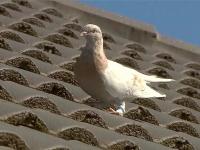 ...म्हणून १३ हजार किमी प्रवास करून ऑस्ट्रेलियात आलेल्या कबुतराला दिला जाणार मृत्यूदंड - Marathi News | ... So a pigeon that came to Australia after traveling 13,000 km will be given the death penalty | Latest international Photos at Lokmat.com