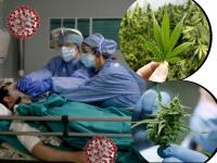 काय सांगता? आता गांजा वाचवू शकतो कोरोनाग्रस्तांचा जीव, रिसर्चमधून दावा - Marathi News | cannabis extracts may reduce risk of dying from covid 19 by stopping immune system attacking itself | Latest international Photos at Lokmat.com