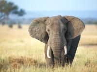 ...म्हणून त्यांनी हत्ती मारला, अख्ख्या गावाने वाटून खाल्ला - Marathi News | ... So they killed the elephant, and the whole village ate it | Latest international Photos at Lokmat.com