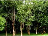 भारतातील या झाडाचे लाकूड आहे सोन्यापेक्षा महाग, एक किलोसाठी मोजावे तब्बल लागतात ७३ लाख रुपये, अशी आहेत वैशिष्ट्ये - Marathi News | The wood of agar tree in India is more expensive than gold, it costs Rs. 73 lakhs per kg. | Latest national Photos at Lokmat.com