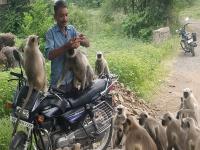 बिस्कीटवाला ! महादेवाच्या भक्ताकडून माकडांना दररोज गोड नाष्टा; तरुणाच्या भूतदयेची पंचक्रोशीत चर्चा - Marathi News | Biscuitwala ! The monkeys are becoming friendly with Mahadev's devotee in Hingoli | Latest hingoli Photos at Lokmat.com