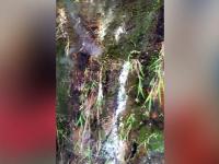 Jara Hatke: चमत्कार! पर्वतामधून वाहू लागले दुधाचे झरे, पाहून ग्रामस्थांना बसला आश्चर्याचा धक्का - Marathi News | Miracle: Milk springs started flowing from the mountain, which shocked the villagers in Himachal Pradesh | Latest jarahatke Photos at Lokmat.com