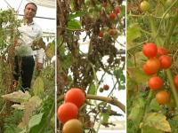 सफरचंद-डाळिंबापेक्षा चार पट महाग, तब्बल ६०० रुपये किलोने विकले जातात हे टोमॅटो, अशी आहेत खास वैशिष्टे - Marathi News | Tomatoes, which are four times more expensive than apples and pomegranates, are sold at Rs. 600 per kg. | Latest national Photos at Lokmat.com