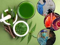 CoronaVirus Live Updates : गुड न्यूज! कडुलिंबाने कोरोनावर उपचार, अँटी व्हायरल औषध करणार कमाल; रिसर्चमध्ये मोठा दावा - Marathi News | CoronaVirus Live Updates study report treatment of corona possible from neem will become anti viral medicine | Latest national Photos at Lokmat.com
