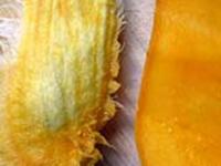 Mango Seed Kernel Benefits : आंबे खाल्ल्यावर कोय फेकून देता? थांबा, घातक कॉलेस्टेरॉलसह, पोटाचे त्रास दूर करेल कोय, 'असा' करा वापरा - Marathi News | Mango Seed Kernel Benefits : Mango seed facts and benefits | Latest sakhi Photos at Lokmat.com