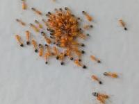 What Is The Fastest Way To Get Rid Of Ants : घरात लाल मुंग्यांनी धुमाकूळ घातलाय; फक्त ५ उपाय, मुंग्यांची रांग होईल कमी - Marathi News | What Is The Fastest Way To Get Rid Of Ants : 5 Best Home Remedies to Get Rid of Ants | Latest sakhi Photos at Lokmat.com