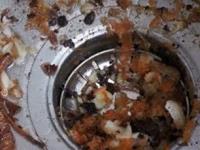 किचन सिंकमध्ये चुकूनही फेकू नका ५ गोष्टी; पाईप ब्लॉक होऊन पाणी कधी तुंबेल कळणारही नाही - Marathi News | Things you should never throw in kitchen sink : 6 Things You Should Never Put Down Your Kitchen Drain | Latest sakhi Photos at Lokmat.com