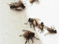 पावसाळ्यात घरात माश्या येतात? ६ उपाय, किचनपासून बाथरूमपर्यंत कुठेच दिसणार नाहीत माश्या - Marathi News | How To Get Rid Of House flies : How to Get Rid of Flies at Home During Rains | Latest sakhi Photos at Lokmat.com