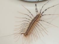 पावसाळ्यात घरात गोम, गांडूळ येतात? ४ उपाय, त्रास होईल कमी - Marathi News | How To Get Rid of Millipedes : Simple Ways to Get Rid of Millipedes How to Get Rid of Millipedes in Your House | Latest sakhi Photos at Lokmat.com