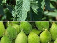 पावसाळ्यातल्या संसर्गजन्य आजारांना दूर ठेवणाऱ्या गुणकारी रानभाज्या, यंदा खा-बघा ५ फायदे - Marathi News | Monsoon Special Food: Various types of ranbhajya, Healthy benefits of ranbhajya | Latest sakhi Photos at Lokmat.com