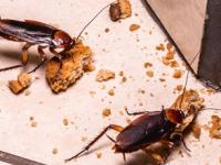 किचनमध्ये फार झुरळं झालीत? झुरळांना कायमचं घालवण्यासाठी करा ५ इफेक्टीव्ह उपाय - Marathi News | How to Get Rid of Cockroaches : 5 effective remedies that prevent cockroaches in kitchen | Latest sakhi Photos at Lokmat.com