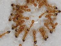 ऑक्टोबर हिटमुळे घरात खूप मुंग्या झाल्या? ४ सोपे उपाय- लाल मुंग्या घरात दिसणार नाहीत - Marathi News | How to get rid of ants cheenti or mungya? How to protect home from ants? 4 simple remedies to keep ants away | Latest sakhi Photos at Lokmat.com