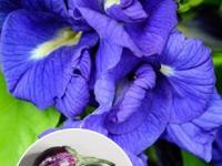 आजचा रंग निळा : घ्या यादी - सांगा यापैकी किती पदार्थ तुम्ही खाल्ले आहेत? - Marathi News | What are the health Benefits of Blue colour food, check out list | Latest sakhi Photos at Lokmat.com