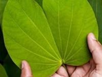 दसरा स्पेशल: आपट्याच्या पानांचे हे औषधी उपयोग तुम्हाला माहिती आहेत का? सौंदर्यही उजळेल - Marathi News | Dasara Special: Benefits of apta pane, Use of aptyachi paane for health and beauty | Latest sakhi Photos at Lokmat.com