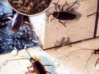 घरात सतत झुरळं होतात? ५ गोष्टी न विसरता करा, घरात कधीच झुरळं होणार नाहीत - Marathi News | How to get rid of cockroach? 5 remedies to keep cockroaches away from your house | Latest sakhi Photos at Lokmat.com