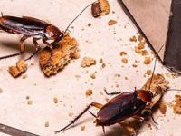 रात्री किचनमध्ये खूप बारीक झुरळं होतात? ५ छोटी रोपं घरात ठेवा; झुरळं आसपासही दिसणार नाही - Marathi News | 5 Plants That Repel and Keep Cockroaches Away : Plants to Keep Cockroaches Away From Home | Latest sakhi Photos at Lokmat.com