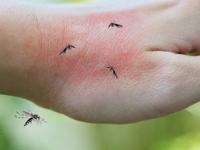 संध्याकाळी डासांनी घर भरतं-रात्री झोपूही देत नाही? किचनमधल्या ५ गोष्टी वापरा, डास होतील गायब - Marathi News | How to Get Rid From Mosquito : Home Remedies For Mosquito Control Home Remedies to Keep Mosquito Away | Latest sakhi Photos at Lokmat.com