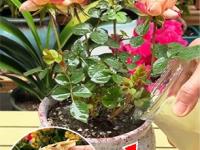 रोपांना द्या बटाट्याच्या सालींचं सुपरफूड, बघा कसा करायचा वापर- रोपांची होईल भरघोस वाढ - Marathi News | Use of potato peel or potato skin for plants, How to use potato peel or potato skin for plant growth, home remedies for flowering plants, how to get more flowers from plants | Latest sakhi Photos at Lokmat.com